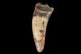Fossil Phytosaur Tooth - New Mexico #133355-1